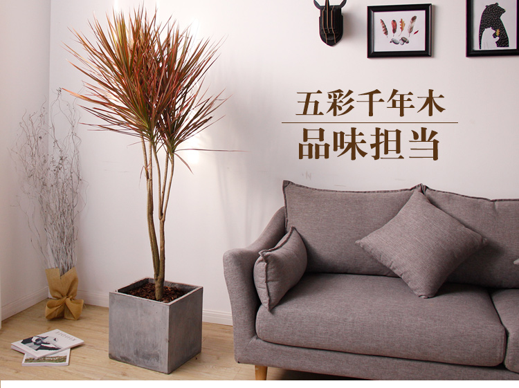 三色龍血樹（千年木）