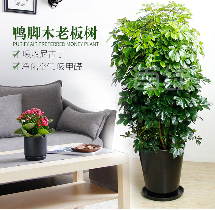 七葉蓮鴨掌木