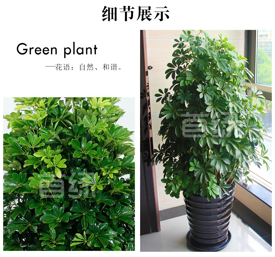 七葉蓮鴨掌木租賃,七葉蓮鴨掌木租擺