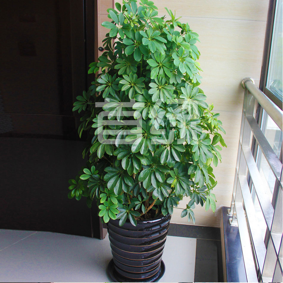 七葉蓮鴨掌木租賃,七葉蓮鴨掌木租擺