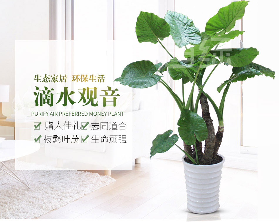 大型滴水觀音