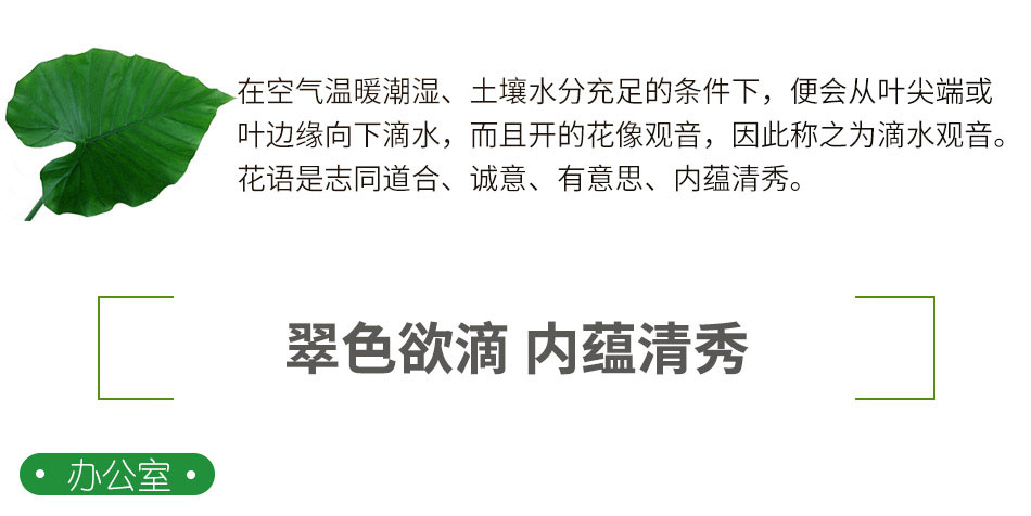大型滴水觀音租賃,大型滴水觀音租擺 大型滴水觀音租賃,大型滴水觀音租擺