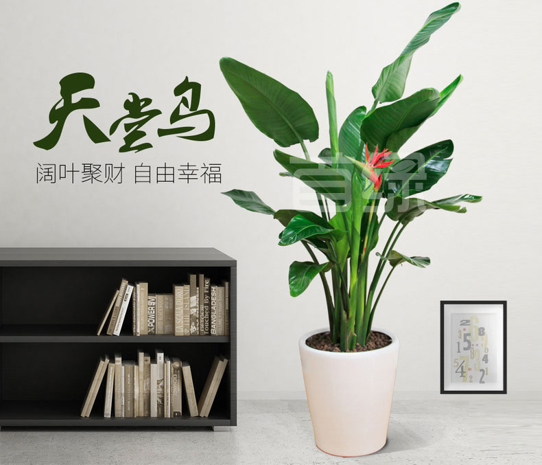 大型天堂鳥,鶴望蘭