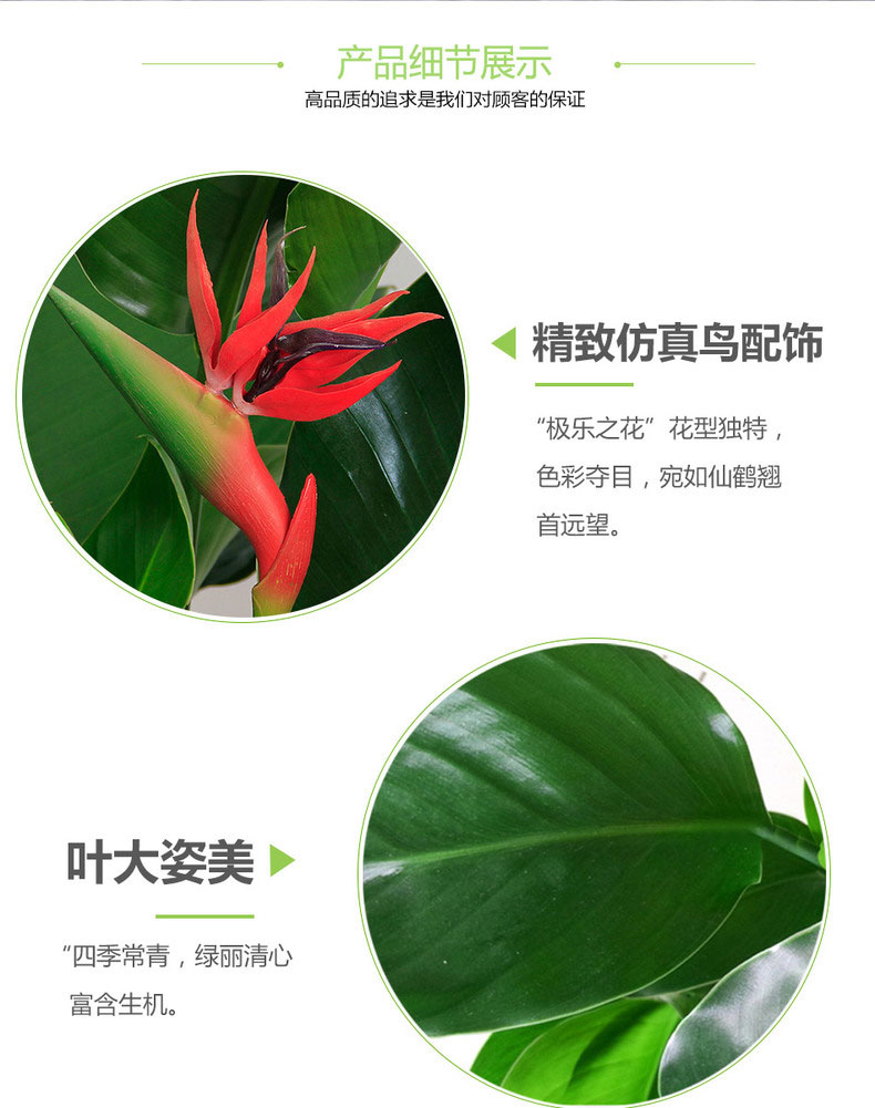 大型天堂鳥租擺,鶴望蘭租賃
