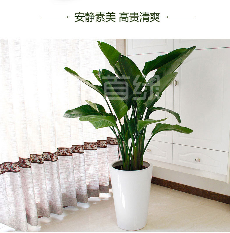 大型天堂鳥租擺,鶴望蘭租賃