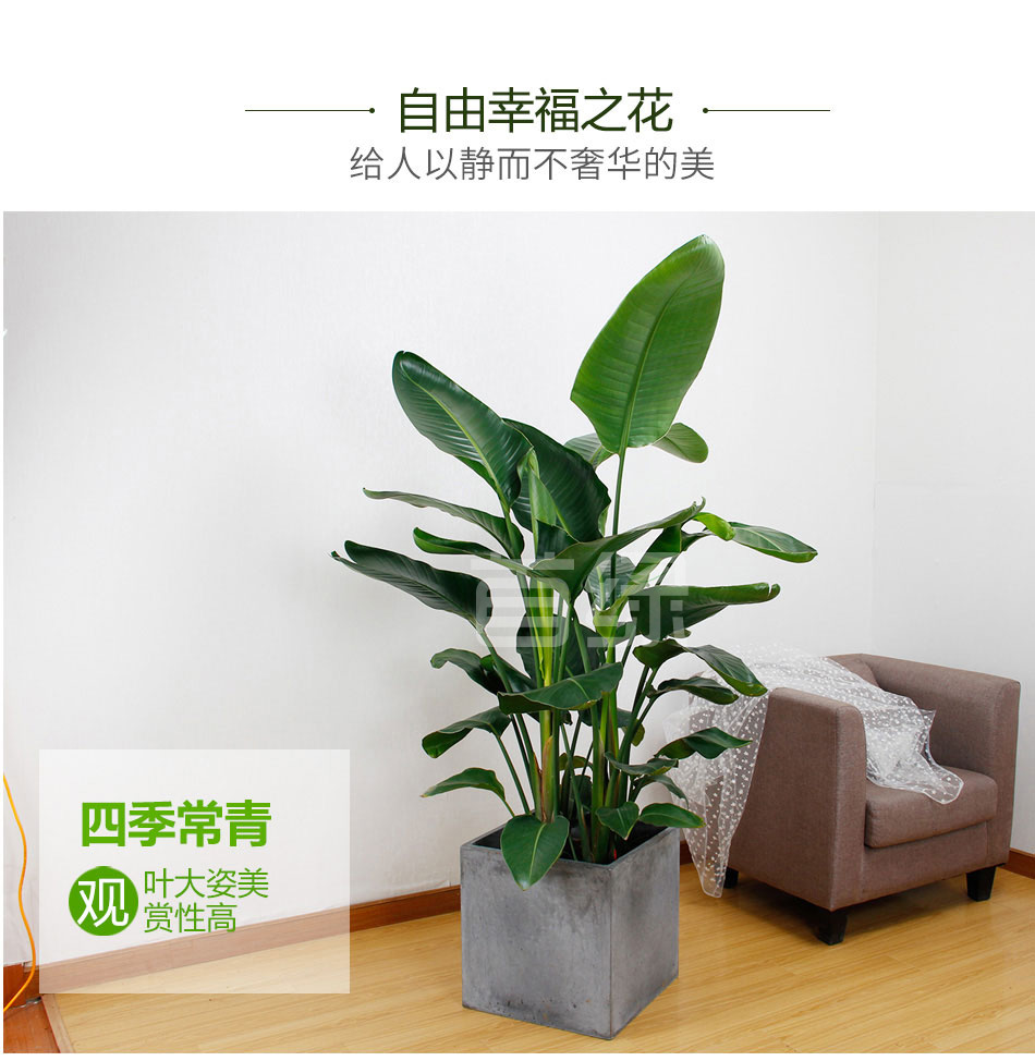 大型天堂鳥租擺,鶴望蘭租賃