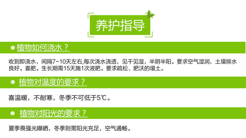 大型天堂鳥租擺,鶴望蘭租賃