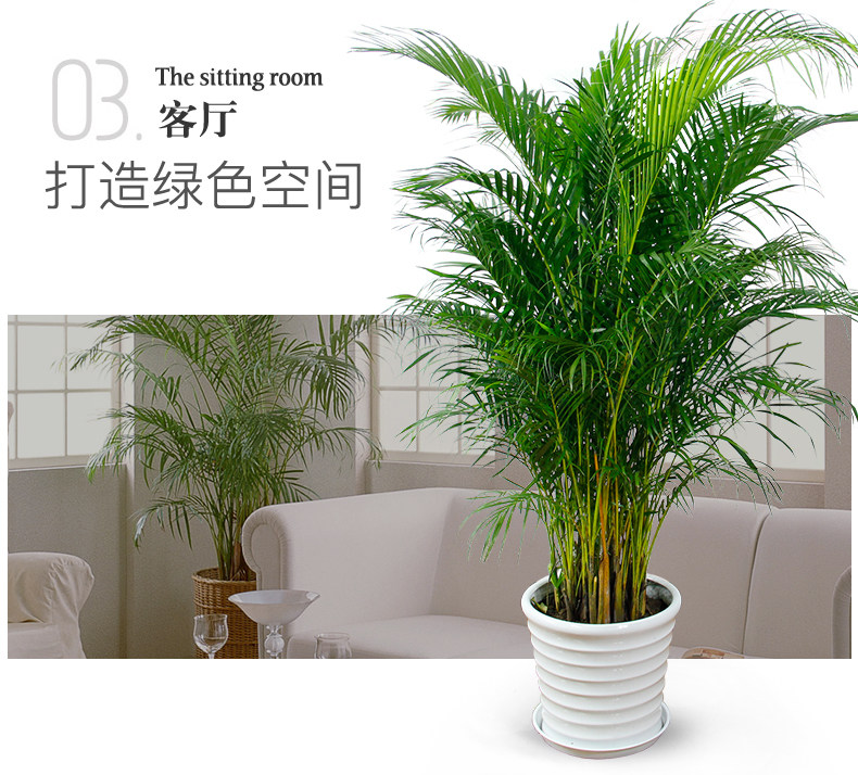 散尾葵租擺,鳳尾竹租賃 散尾葵租擺,鳳尾竹租賃