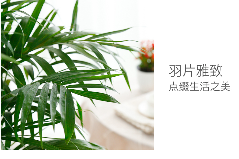 散尾葵租擺,鳳尾竹租賃 散尾葵租擺,鳳尾竹租賃