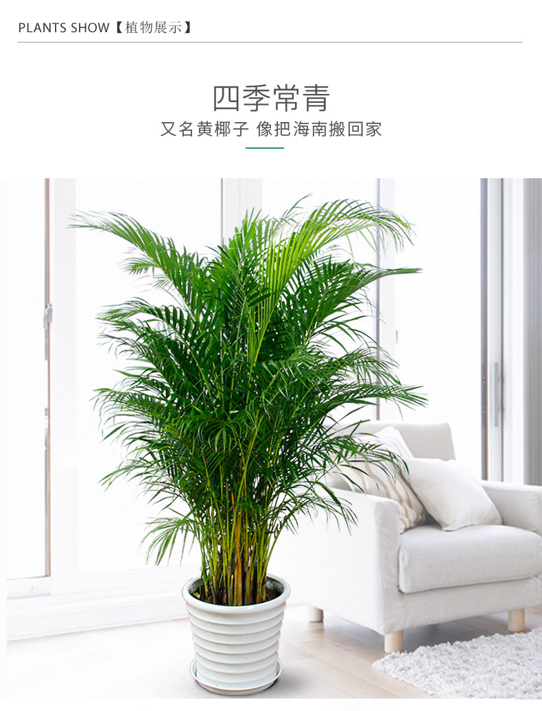 散尾葵租擺,鳳尾竹租賃 散尾葵租擺,鳳尾竹租賃