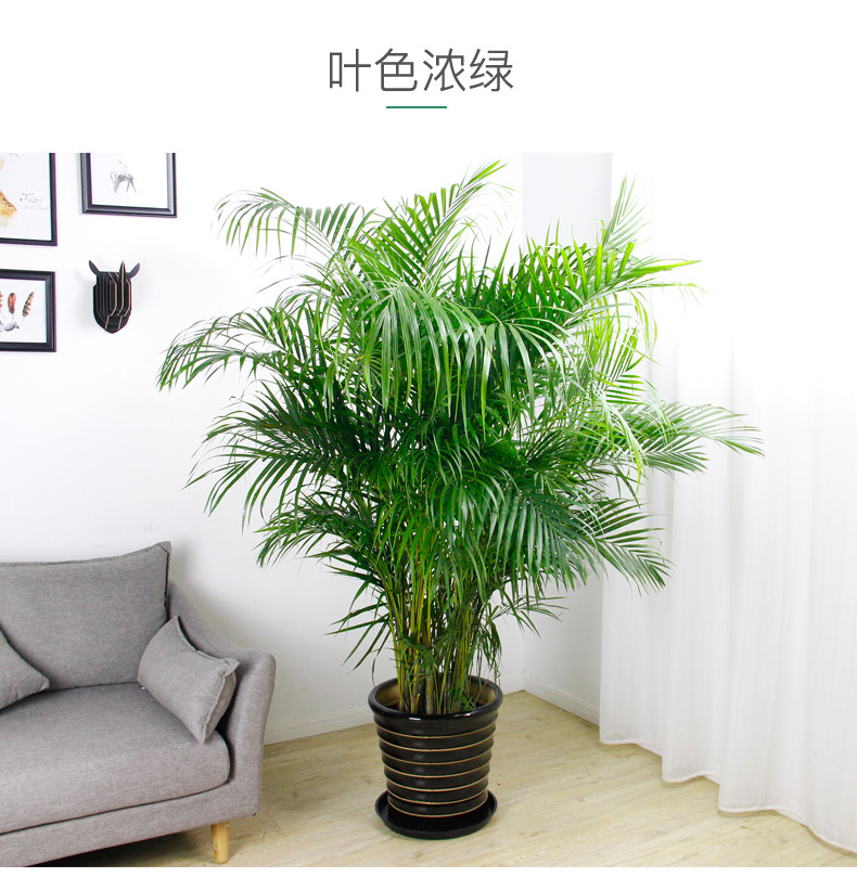 散尾葵租擺,鳳尾竹租賃 散尾葵租擺,鳳尾竹租賃