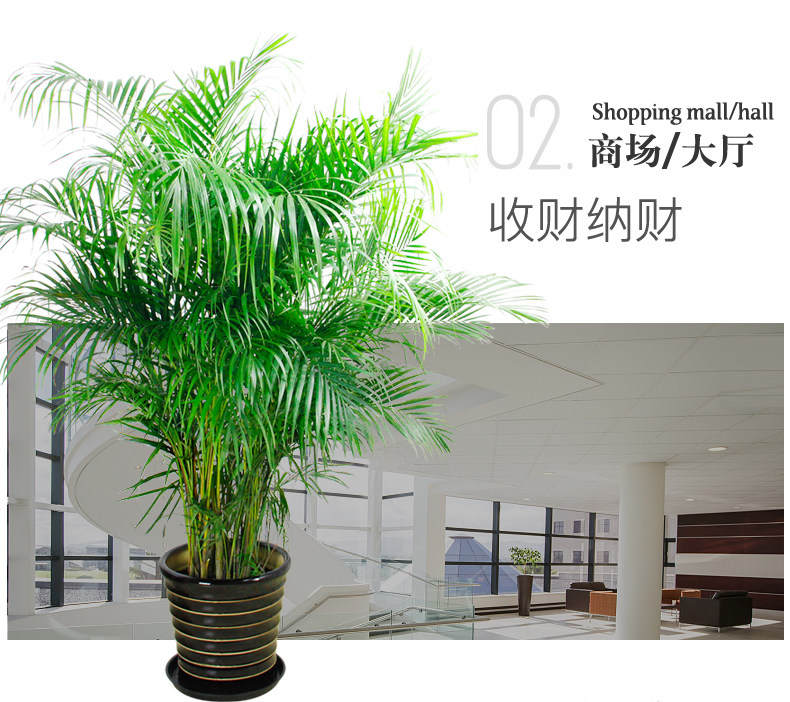 散尾葵租擺,鳳尾竹租賃 散尾葵租擺,鳳尾竹租賃