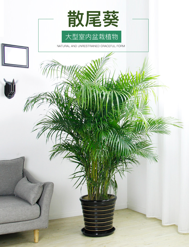 散尾葵租擺,鳳尾竹租賃 散尾葵租擺,鳳尾竹租賃