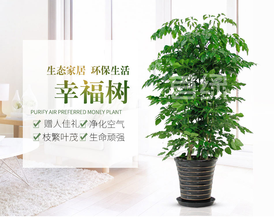 幸福樹（綠寶樹）