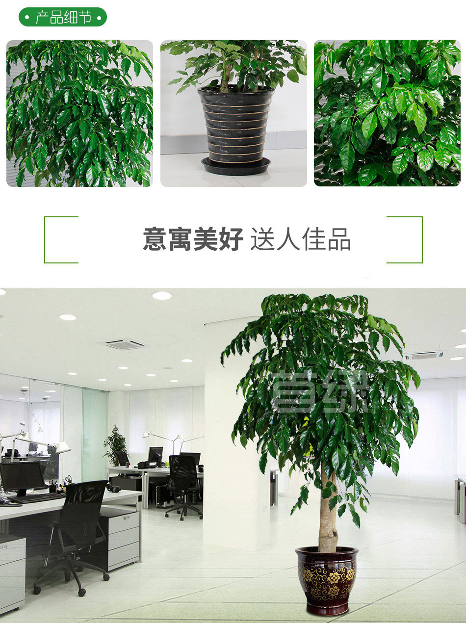 幸福樹租賃,綠寶租擺 幸福樹租賃,綠寶租擺