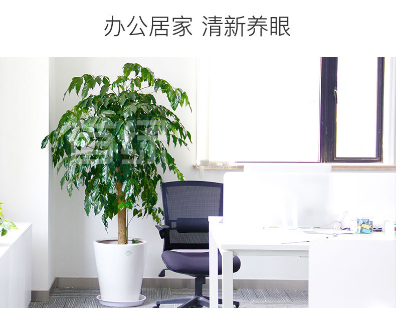 幸福樹租賃,綠寶租擺 幸福樹租賃,綠寶租擺