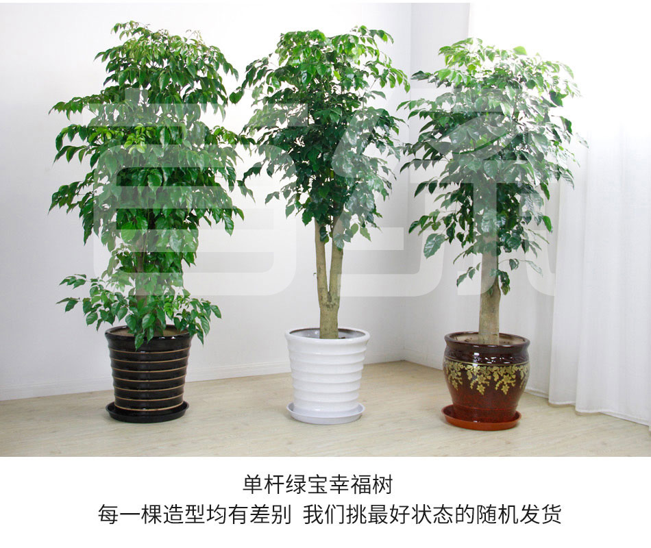 幸福樹租賃,綠寶租擺 幸福樹租賃,綠寶租擺