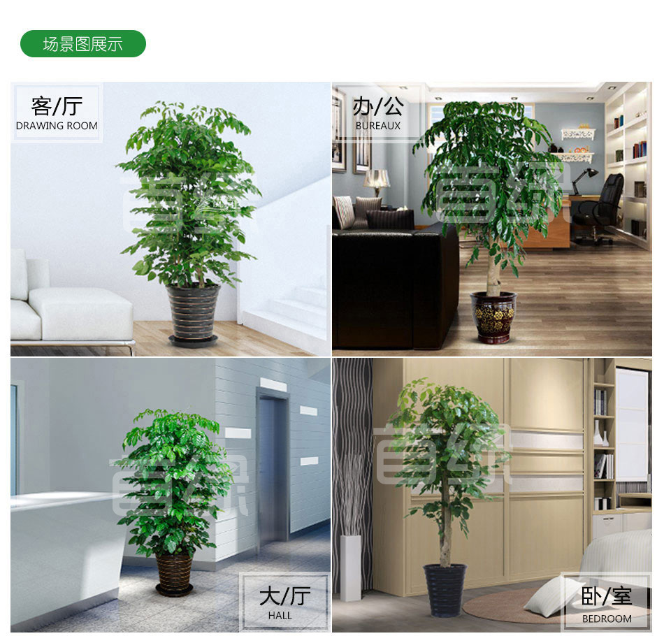 幸福樹租賃,綠寶租擺 幸福樹租賃,綠寶租擺