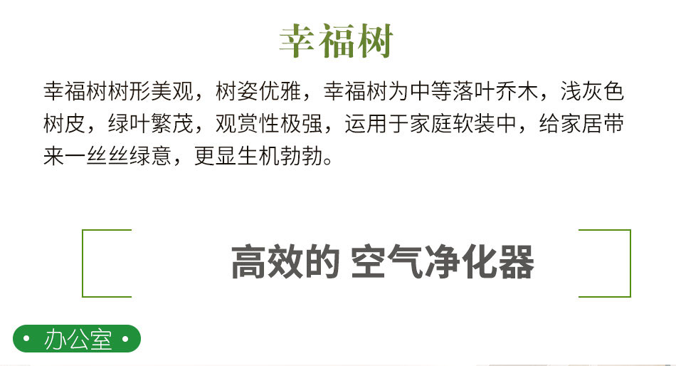 幸福樹租賃,綠寶租擺 幸福樹租賃,綠寶租擺