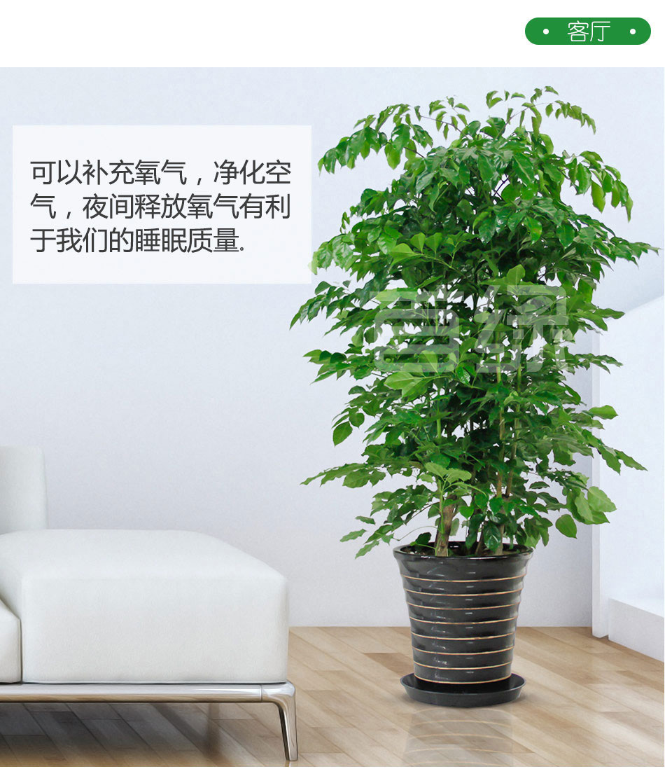 幸福樹租賃,綠寶租擺 幸福樹租賃,綠寶租擺