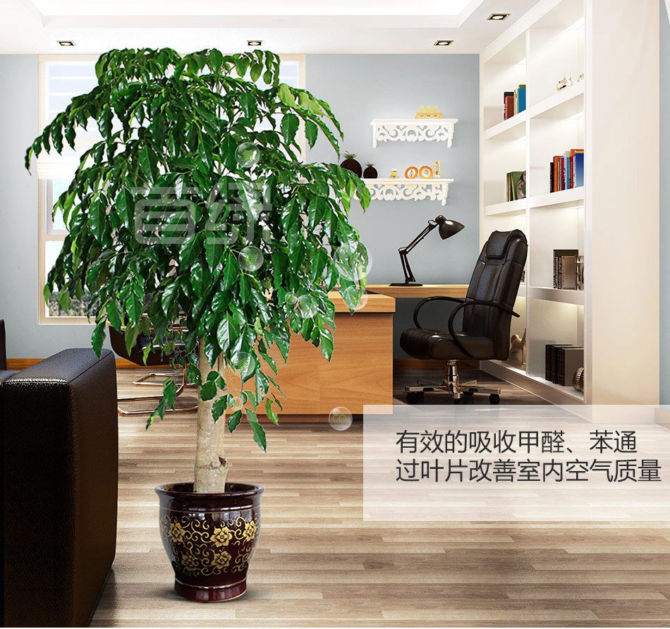 幸福樹租賃,綠寶租擺 幸福樹租賃,綠寶租擺