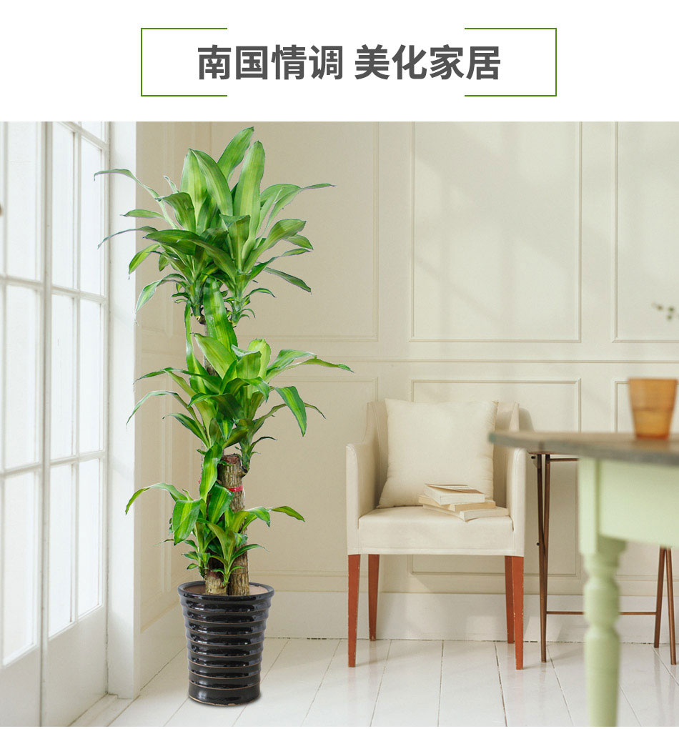 巴西木租擺,巴西木租賃 巴西木租擺,巴西木租賃