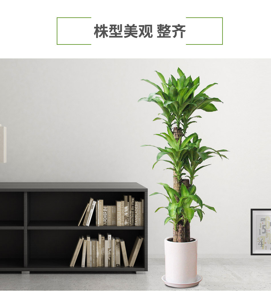 巴西木租擺,巴西木租賃 巴西木租擺,巴西木租賃