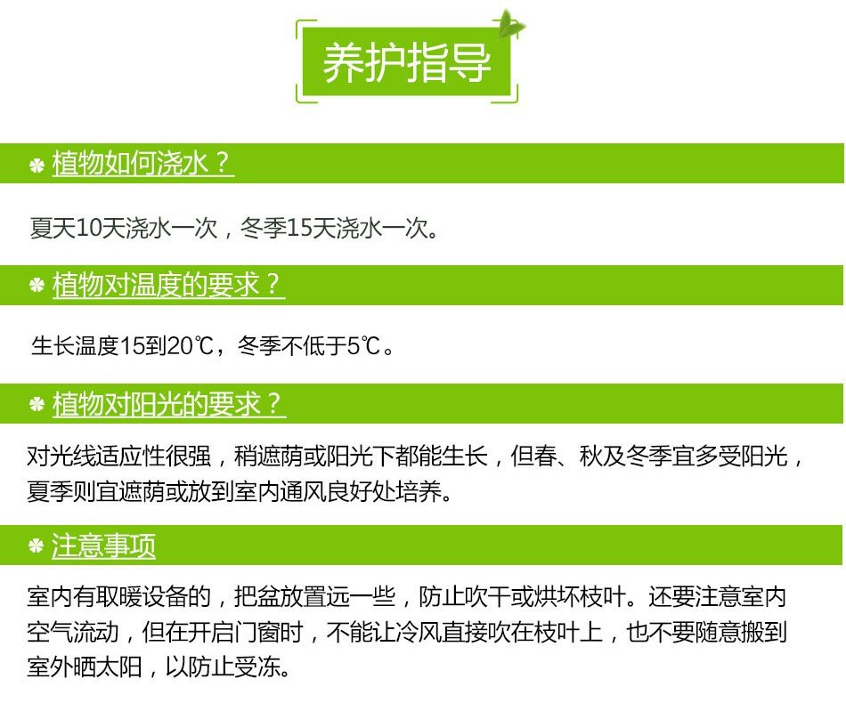 巴西木租擺,巴西木租賃 巴西木租擺,巴西木租賃