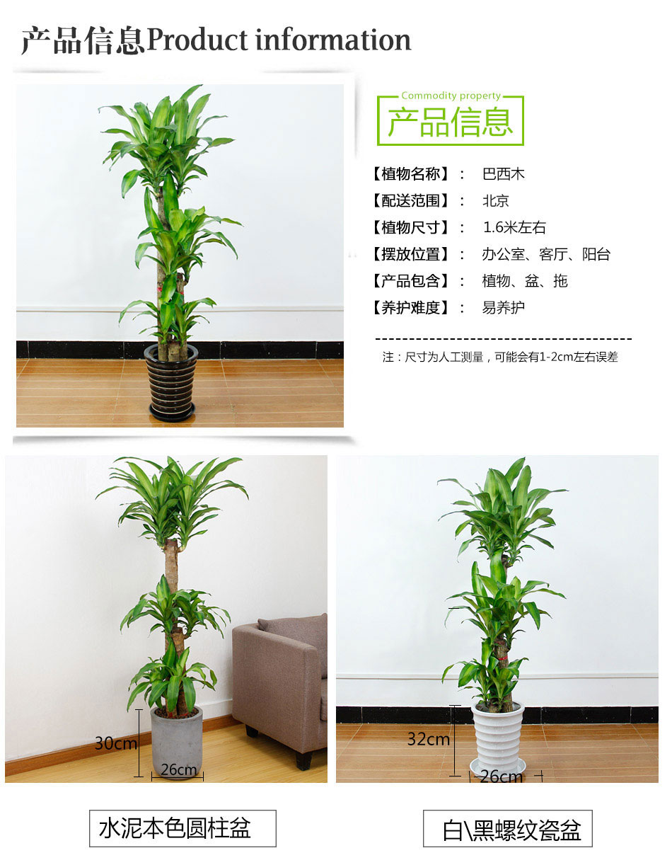 巴西木租擺,巴西木租賃 巴西木租擺,巴西木租賃