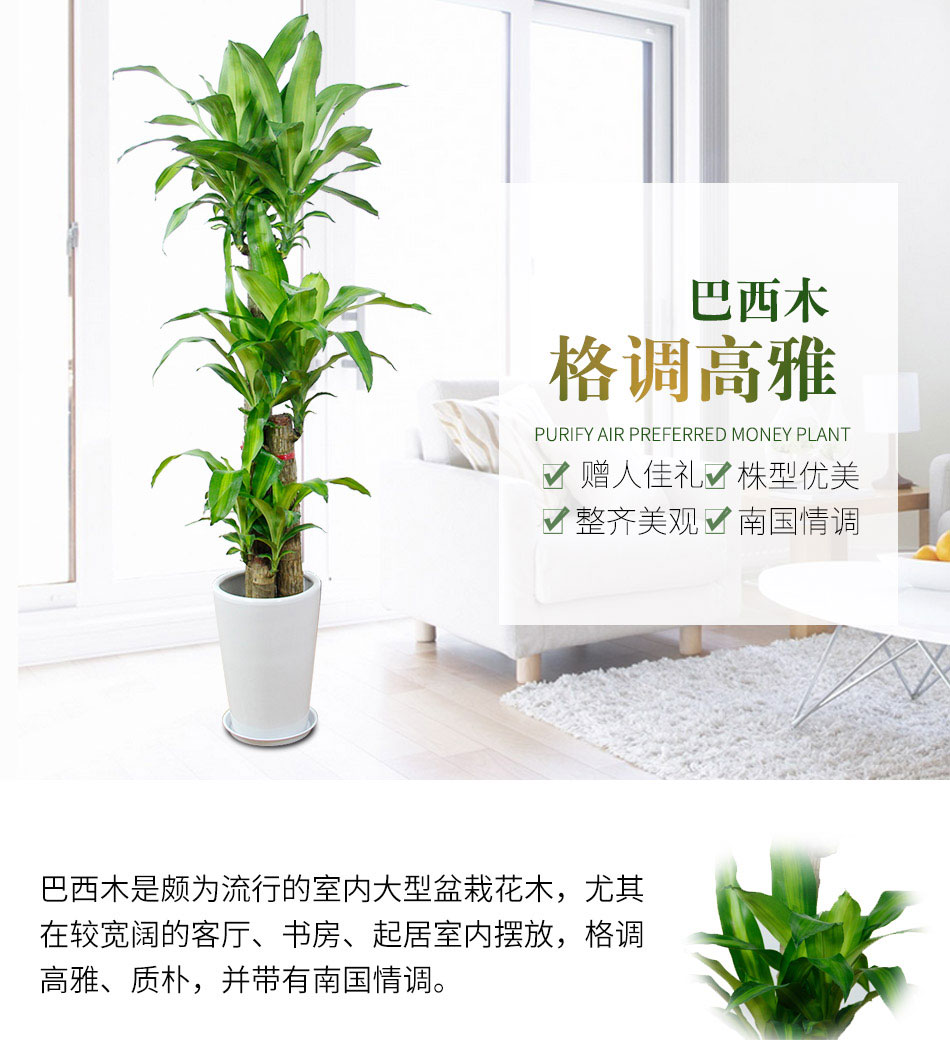 巴西木租擺,巴西木租賃 巴西木租擺,巴西木租賃