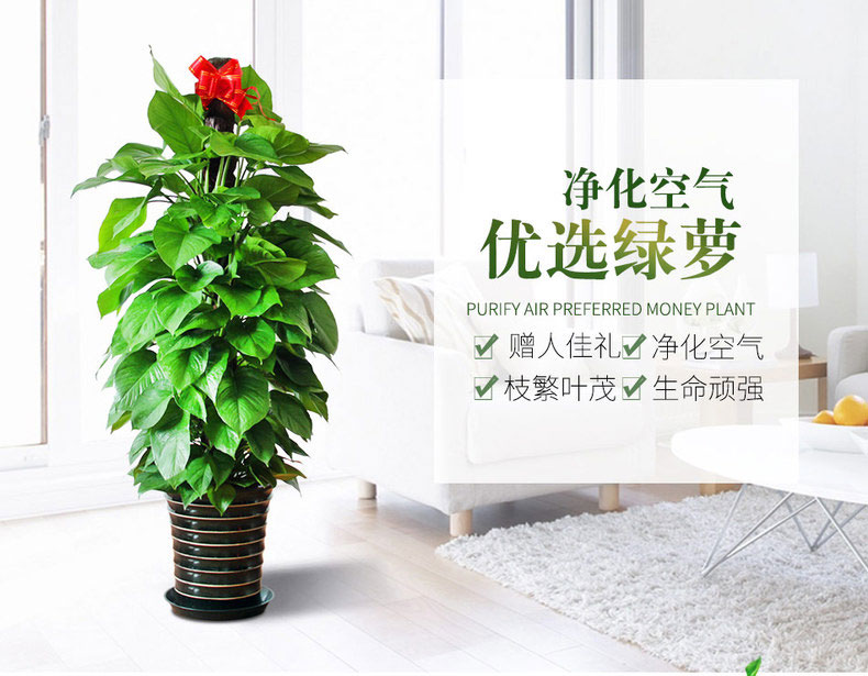 大綠蘿