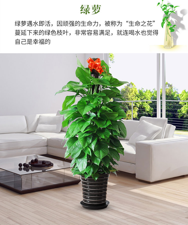 大綠蘿租賃,大綠蘿租擺 大綠蘿租賃,大綠蘿租擺