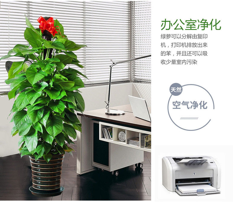 大綠蘿租賃,大綠蘿租擺 大綠蘿租賃,大綠蘿租擺
