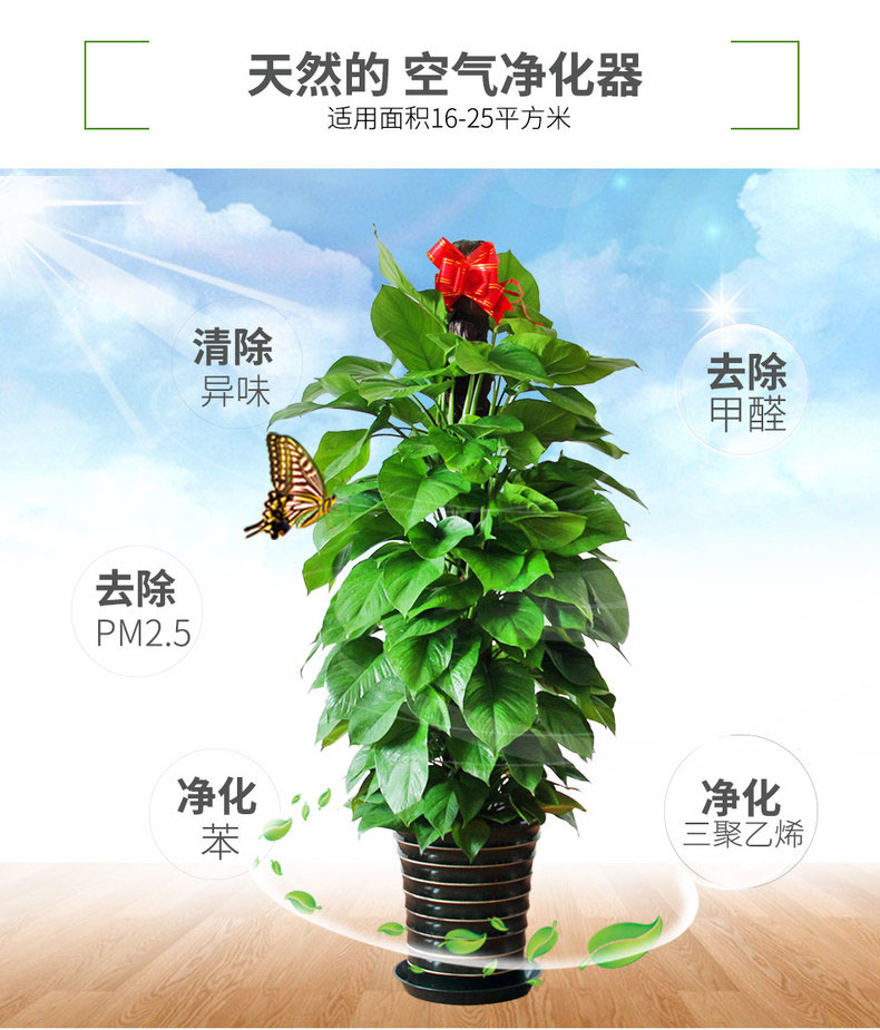 大綠蘿租賃,大綠蘿租擺 大綠蘿租賃,大綠蘿租擺