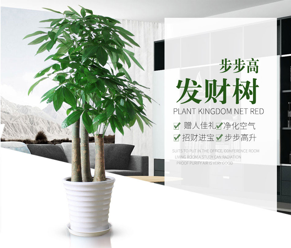 步步高發財樹