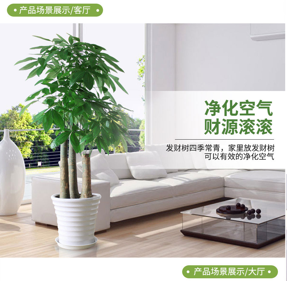 步步高發(fā)財樹租賃,步步高發(fā)財樹租擺 步步高發(fā)財樹租賃,步步高發(fā)財樹租擺