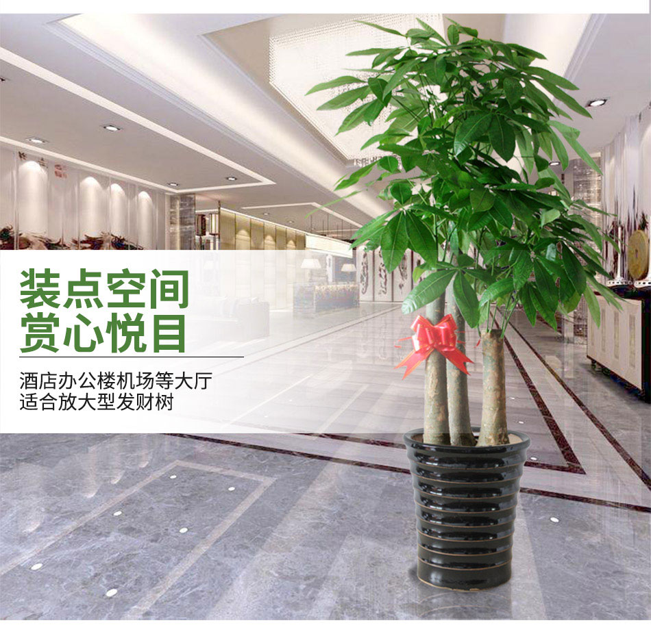 步步高發(fā)財樹租賃,步步高發(fā)財樹租擺 步步高發(fā)財樹租賃,步步高發(fā)財樹租擺