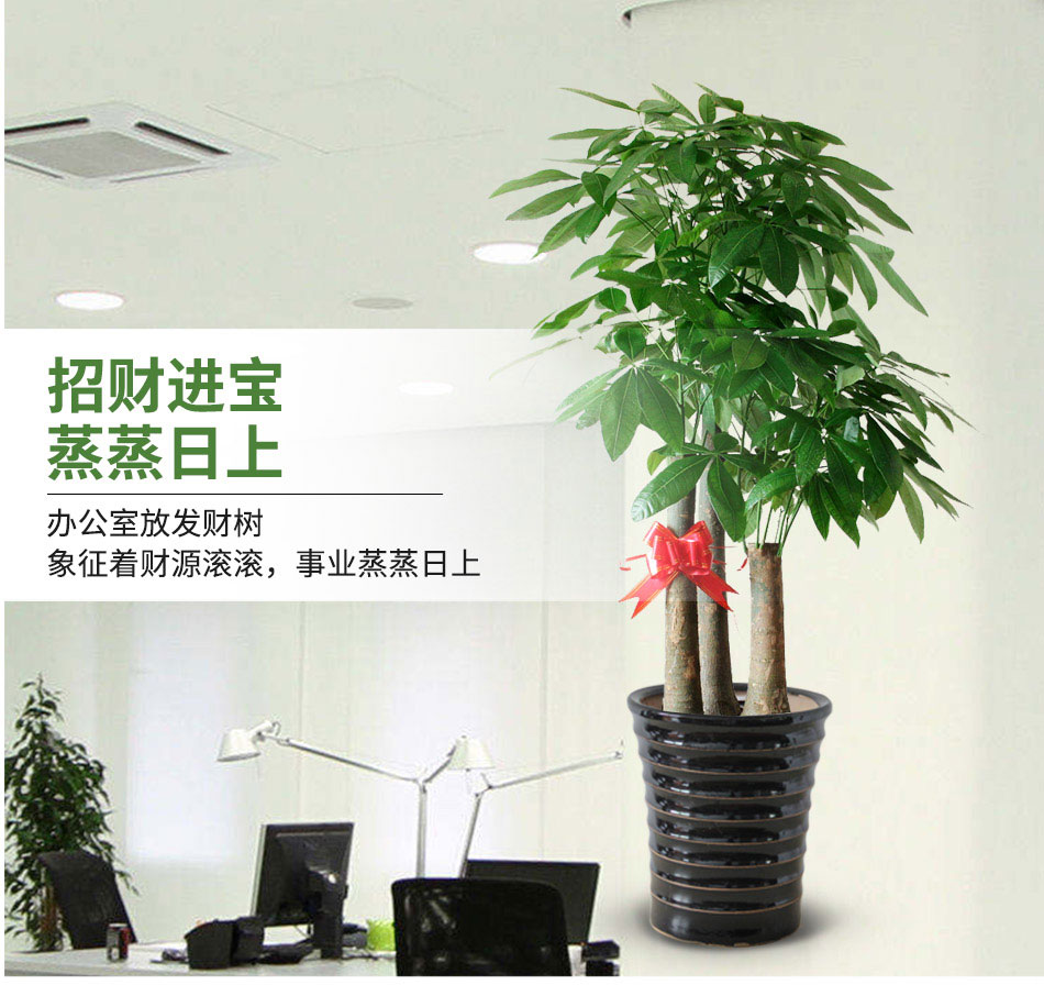 步步高發(fā)財樹租賃,步步高發(fā)財樹租擺 步步高發(fā)財樹租賃,步步高發(fā)財樹租擺