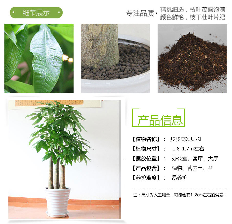 步步高發(fā)財樹租賃,步步高發(fā)財樹租擺 步步高發(fā)財樹租賃,步步高發(fā)財樹租擺