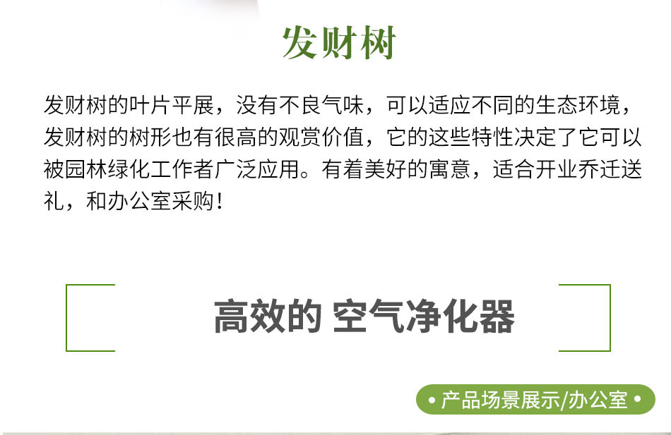 步步高發(fā)財樹租賃,步步高發(fā)財樹租擺 步步高發(fā)財樹租賃,步步高發(fā)財樹租擺