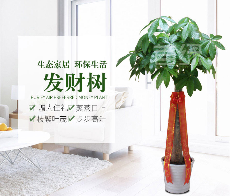 單桿發財樹