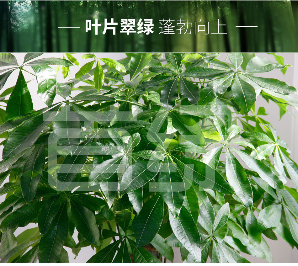 單桿發財樹租賃,單桿發財樹租擺 單桿發財樹租賃,單桿發財樹租擺