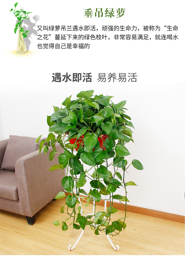垂吊綠蘿租擺,垂吊綠蘿租賃 垂吊綠蘿租擺,垂吊綠蘿租賃