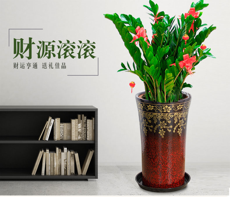金錢樹
