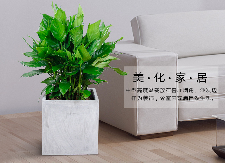 萬年青