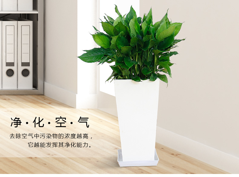 萬年青租賃，萬年青租擺