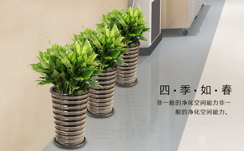萬年青租賃，萬年青租擺