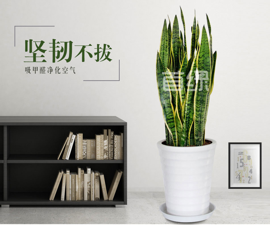 虎皮蘭