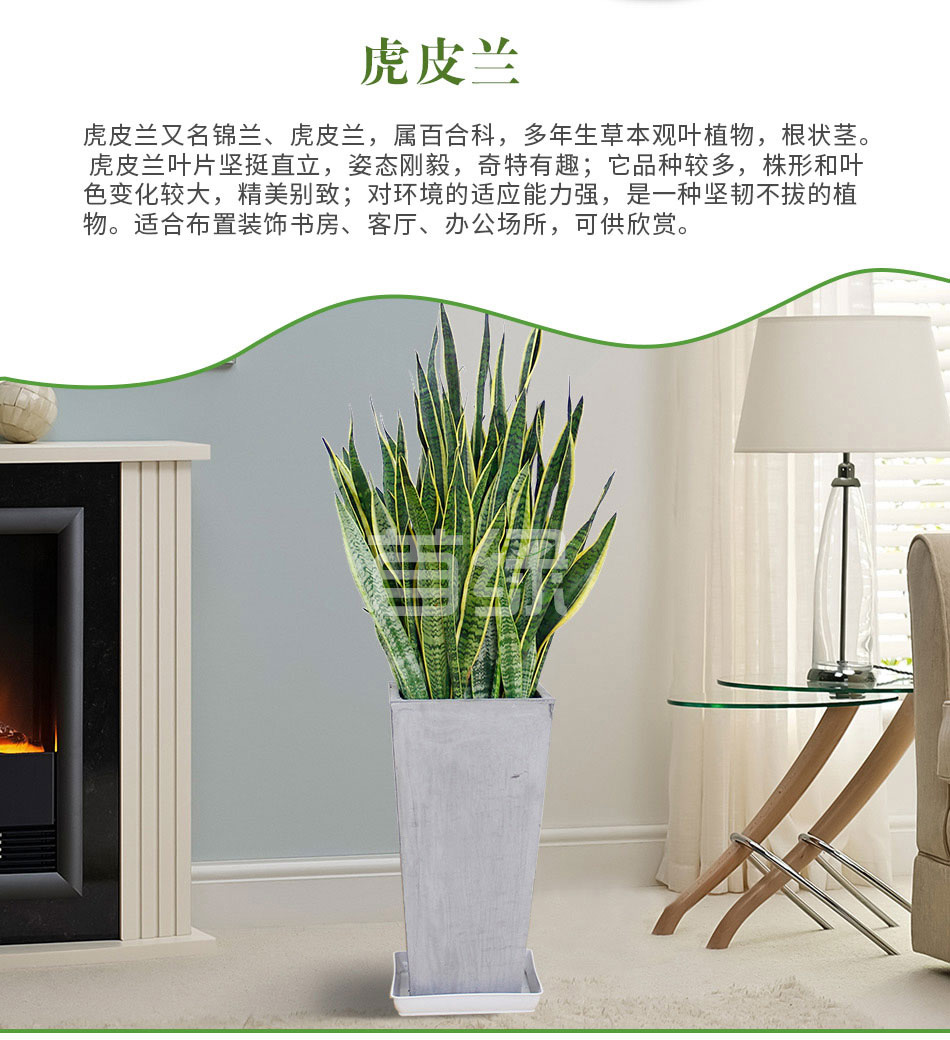 虎皮蘭租賃,虎皮蘭租擺 虎皮蘭租賃,虎皮蘭租擺