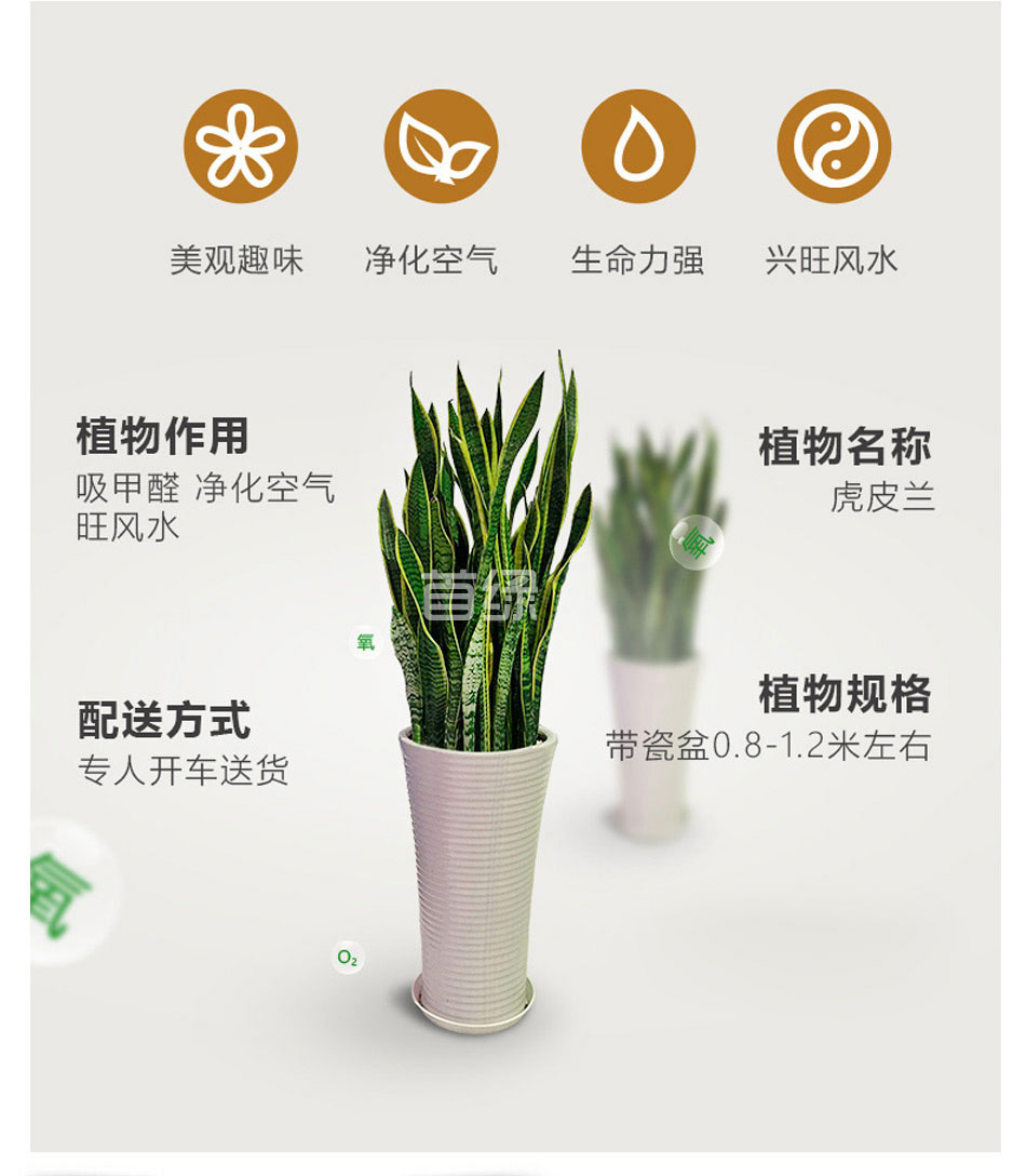 虎皮蘭租賃,虎皮蘭租擺 虎皮蘭租賃,虎皮蘭租擺